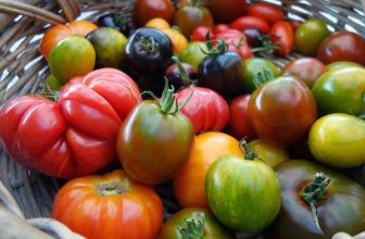 verschiedene Tomatensorten